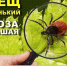 Памятка для граждан: меры личной профилактики укусов клещей.. - Свечинский муниципальный округ