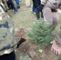 Акция посадка голубых елей в честь погибших выпускников школы - Центр соцподдержки населения