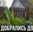 Клещи добрались до дворов: в Липецкой области уже более двух тысяч обращений после укусов - Газета Задонская правда