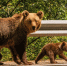 Фото: Kozma 94/Shutterstock/Fotodom - Ямал-Медиа