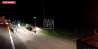 Девушка пострадала в результате ДТП с участием лося в Опочецком районе - Псковская правда