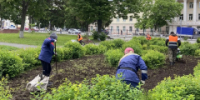 С любовью о городе: озеленители продолжают работу по высадке цветов на городских клумбах - I-ola.Ru