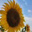 Подсолнух ИА Stavropol.Media - ChitaMedia
