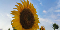 Подсолнух ИА Stavropol.Media - ChitaMedia