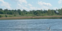 Лебеди-шипуны на Городищенском озере - InformPskov.Ru