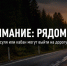Внимание: рядом лес. Водителям в Задонском округе напомнили об опасности диких животных на дорогах - Газета Задонская правда