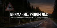 Внимание: рядом лес. Водителям в Задонском округе напомнили об опасности диких животных на дорогах - Газета Задонская правда