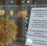 Культурные выходные. - Администрация г. Северодвинска