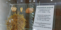 Культурные выходные. - Администрация г. Северодвинска