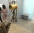 "Ветви: Ремейк" - выставка-переосмысление мировых шедевров через природный код Дальнего Востока - ГТРК Владивосток