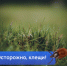 Чем опасны встречи с клещами? - I-ola.Ru