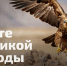 Жителей Татарстана пригласили выбрать, какие краснокнижные виды станут символами РФ - ТРК Татарстан-Новый век