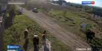 Лошадиное нашествие - Вести Хакасия