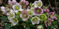 Белоснежные бутоны вспыхивают даже в холодную погоду: этот многолетник станет настоящей находкой для сада - Про Город Пермь