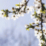 Шиповник цветет — лето пришло: что можно и нельзя делать 6 июня в день Симеона Столпника - Сиб.фм