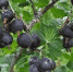 Один куст заменит целую ягодную грядку: чем гибрид смородины и крыжовника покоряет садоводов - ProKazan.Ru