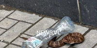 Щитомордник приполз к "Пяторочке" во Владивостоке - Baikal24.Ru