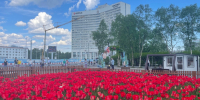 В центре Мурманска расцвели тюльпаны - SeverPost.ru
