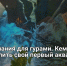 Компания для гурами. Кем заселить свой первый аквариум - Самарская Газета