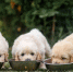 Фото: Nikaletto/Shutterstock/Fotodom - Ямал-Медиа