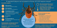 Чудесная погода, лес, парк, дача и клещи… - МЧС Новгородской области