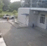 Кабан забежал во двор элитного жилого комплекса в Артеме - ГТРК Владивосток