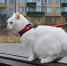 Фото: ПАИ - InformPskov.Ru