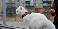 Фото: ПАИ - InformPskov.Ru
