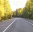 Медведя заметили по дороге в Лососинное в Карелии - StolicaOnego.Ru
