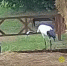 Видео Нико в Муравьевском парке Приамурья снесла первое яйцо - Amur.Life