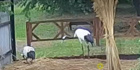 Видео Нико в Муравьевском парке Приамурья снесла первое яйцо - Amur.Life