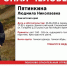 На Камчатке второй день ищут бабушку, ушедшую в лес - Полуостров Камчатка