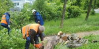 В Обнинске убрали рухнувшее дерево - Телерадиокомпания Ника