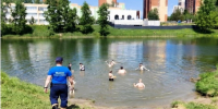 Новосибирцы массово нарушили запрет и полезли в воду до открытия купального сезона - Precedent.TV