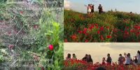 Маковое поле на Северном превратили в грязь ради эффектных видео - Bloknot-Rostov.Ru