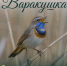 Нижегородская область встречает прилет варакушек - ГТРК Нижний Новгород