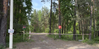 Вход в лес между Большой Ижорой и Лебяжьим ограничили до особого распоряжения - ТК Санкт-Петербург