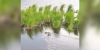 Не трогайте птенцов вы их губите в Приамурье подрастают утята видео - Amur.Life