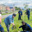 В Усолье-Сибирском высадили более ста деревьев в День эколога - Usolie.Info