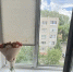 В Омске 4-летний малыш выпал из окна на пятом этаже - ИА Новый Омск