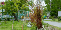Зелёный город: Южно-Сахалинск украсят 15 тысяч новых деревьев и кустарников - Администрация г.Южно-Сахалинск