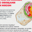 Знакомая мысль после бургера, когда обещаете себе: «завтра точно начну питаться правильно!». Отказаться от любимых «вредностей» часто сложно — и это нормально. - Городская больница №4