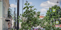 сирень чкалова - Рыбинские Известия