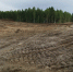 Амурчанин незаконно вырубил лес, а также снял плодородный слой почвы - ИА Порт Амур