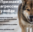 С начала года на улицах Выксы специалисты отловили 57 бездомных собак - Выкса.РФ