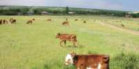 СМИ: На Дону из-за требования к собственникам ЛПХ покинуть арендованную землю страдает молочное животноводство - Панорама