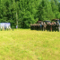 В Кичменгско-Городецком округе выбрали лучшего пахаря! - Гостехнадзор Вологодской области