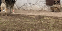 В Татарстане предлагают признать одичавших собак охотничьим ресурсом - Газета Посинформ