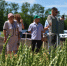 НПХ “Кубань” представил лучшие сорта колосовых  на “Дне поля” - Газета В 24 часа