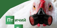 Птичий грипп - Управление ветеринарии